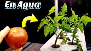 Cultiva Tomates en agua y sin Sol con este sistema de Cultivo hidroponico en casa  Hidroponia [upl. by Nasah]