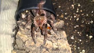 Pamphobeteus sp mascara feeding [upl. by Ehudd7]