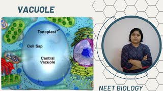 VacuolesStructure and Function A to Z NEET [upl. by Nabe]