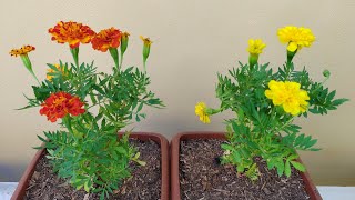 Tagetes como plantar e cuidar [upl. by Hackathorn143]