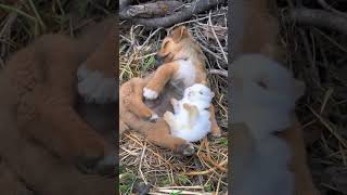 Dogs and rabbits sleep together💕💕💕 [upl. by Cirilo]