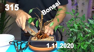 Indoor Bonsai Ficus Benjamina Wir machen einen neuen Bonsai und Selbstbewässerung im Test [upl. by Mandler]