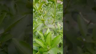 Lemon Plant 🍋🍋shorts shortfeed viral [upl. by Enomad]