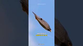 Peregrine Falcon  The Fastest Predator On Earth [upl. by Nahum442]