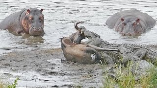 Hippos Save Wildebeest from Crocodiles [upl. by Brosine324]