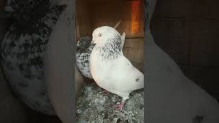 kabutar ko jel ho gai shorts trending pigeon pigeonlover ytshorts kabootar kabutarbazi [upl. by Atterg]