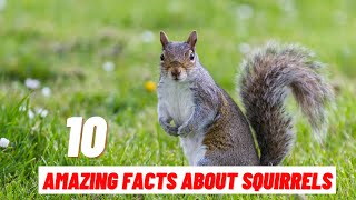 10 Amazing Facts About Squirrel [upl. by Yrrak]