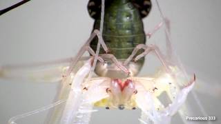 Tailless Whip Spider molt  UP CLOSE [upl. by Heinrike]