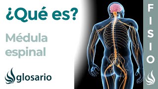 MÉDULA ESPINAL  Qué es cómo funciona partes características y lesiones [upl. by Halvaard]