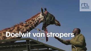 Bedreigde giraffen uit stropersgebied gered [upl. by Ettenwahs]