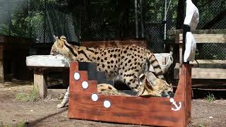 Cardboard Box Enrichment Ft The Serval Boys Muraco Bobcat and Grace Geoffroys Cat [upl. by Treble584]