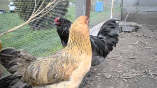 Ameraucana Rooster and his flock [upl. by Rakso671]