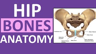 Pelvis Hip Bones Anatomy Os Coxae Pelvic Girdle  Ilium Ischium Pubis [upl. by Itsur]