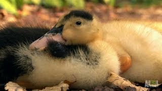 Small Pups and Baby Ducks  Too Cute [upl. by Aztilay]