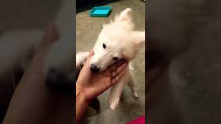 spitzpuppy doglover puppy viralvideo puppy [upl. by Scheer]