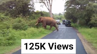 ELEPHANT CROSSING ROAD IN MASINAGUDI [upl. by Golliner]