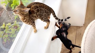 Bengal kitten amp Mini Dachshunds together for the first time [upl. by Nomit]