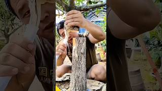 The Next Level Of Grafting Techniques farming bonsai magic [upl. by Pisarik]