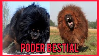 El Bestial Mastin Tibetano [upl. by Auburn]