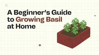 Grow Fresh Green Basil at Home from Seeds in Grow Bags Easy Steps for a Flavorful Herb Garden [upl. by Lliw]