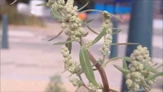 Strandmelde Atriplex littoralis  20160730 [upl. by Andrej]