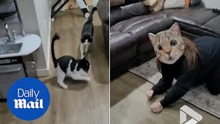 Hilarious moment kittens are freaked out by owner wearing massive cat mask [upl. by Enohpets]