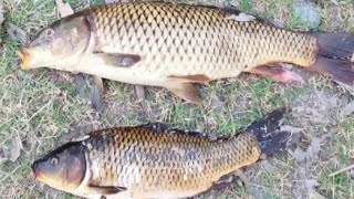 Two Big And Best Cute Fish catching today [upl. by Weatherby]