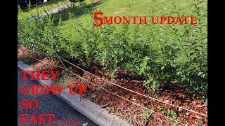 PRIVET HEDGE 5 MONTH UPDATE 2019 [upl. by Longwood]