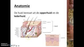 Regeling waarneming en gedrag  De huid [upl. by Bez]