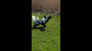 Muscovy ducks fight [upl. by Milak]