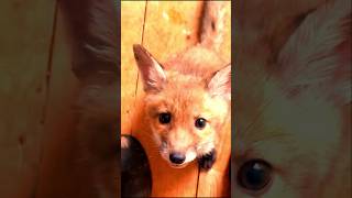 Incredible Footage Of Baby Fox Cubs Shorts Fox foxes [upl. by Satsoc]