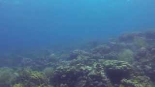 Edge of coral reef various coral and plant life green sea turtle [upl. by Zuleika279]