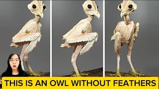 This is an owl without feathers [upl. by Hausmann]