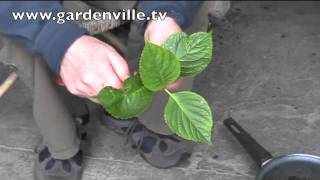 Propagating Hydrangeas [upl. by Nosneb]