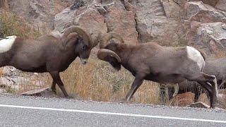 Big Horn Sheep Butting Heads  Rams Butting Heads [upl. by Ltihcox495]