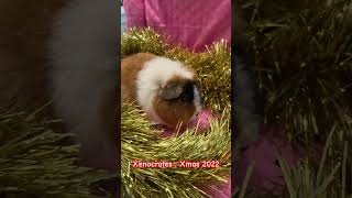 Xenocrates shortsfeed share christmas guineapig cavy discoverunder10k bekind teddy fypage [upl. by Attelahs678]