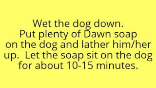 Dog Ticks gone with Dawn Dish Soap [upl. by Alano]