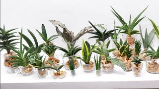 How to Grow and Care 30 Varieties of Sansevierias  Snake Plant in Water [upl. by Jelks]