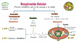 Respiración celular [upl. by Chernow]