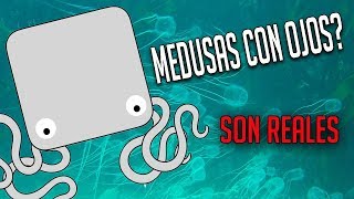 Medusas que tienen ojos [upl. by Nilya]