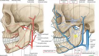 Pterygoid venous pluxes [upl. by Sreip]