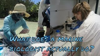 What does a marine biologist actually do [upl. by Euqinotna]