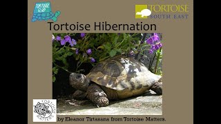 Tortoise Hibernation  How to guide  tips and tricks for new amp old keepers Pet tortoise winter care [upl. by Spillihp]