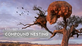 How Weaver Birds Evolved to Build Huge Nests [upl. by Yanrahc848]