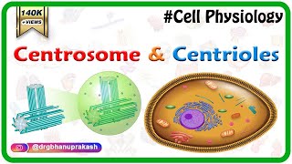 Centrosome and centrioles  USMLE Cell physiology Animations [upl. by Eiboj754]