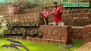 5 മാസം മീനിന്റെ വളർച്ച  Natural Pond Fish Farming viralvideo viral [upl. by Notlaw]