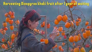 Harvesting Diospyros khaki fruit after 1 year of waiting vlog [upl. by Gruver]