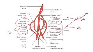 ANASTOMOSIS AROUND THE ELBOW  cubital anastomosis  collateral branches  recurrent branches [upl. by Srednas]