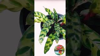 Calathea Rattle snake propagationGoeppertia insignisCalathea lancifoliaMaranta shorts [upl. by Shue]