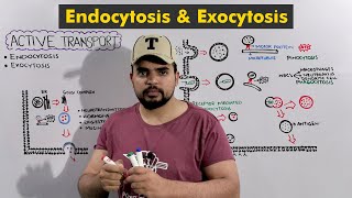 Bulk Active Transport Endocytosis amp Exocytosis O amp A level biology [upl. by Jori2]